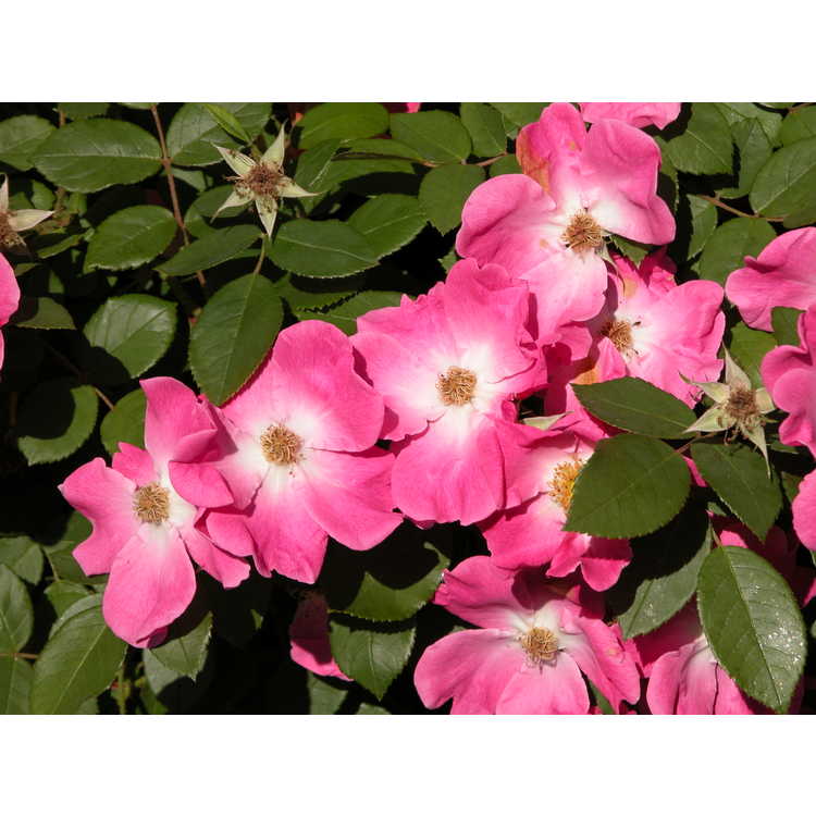 Rosa 'Nearly Wild' - shrub rose