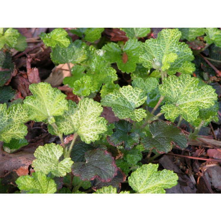 Rubus-pentalobus-Golden-Quilt-001-NBG-5-07.JPG