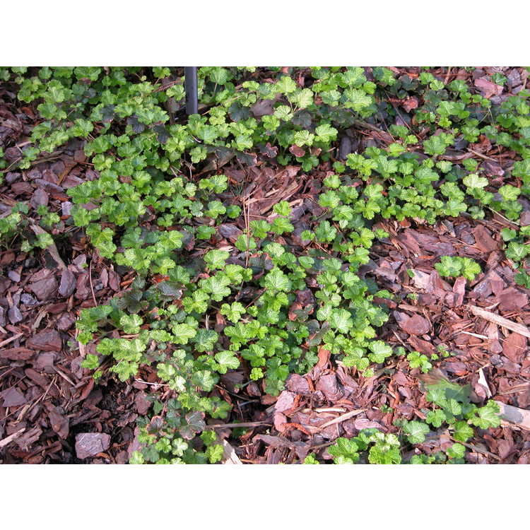 Rubus-pentalobus-Golden-Quilt-002-NBG-5-07.JPG