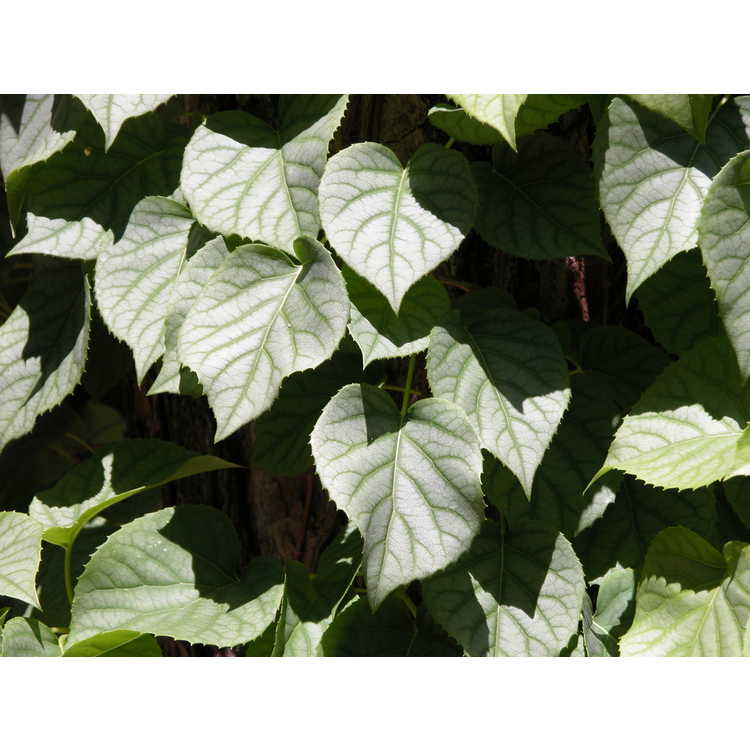 Schizophragma hydrangeoides 'Moonlight' - pewter-leaf Japanese climbing hydrangea