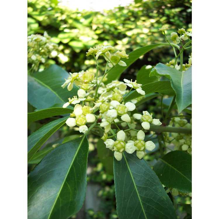 Euonymus nitidus - Chinese spindletree