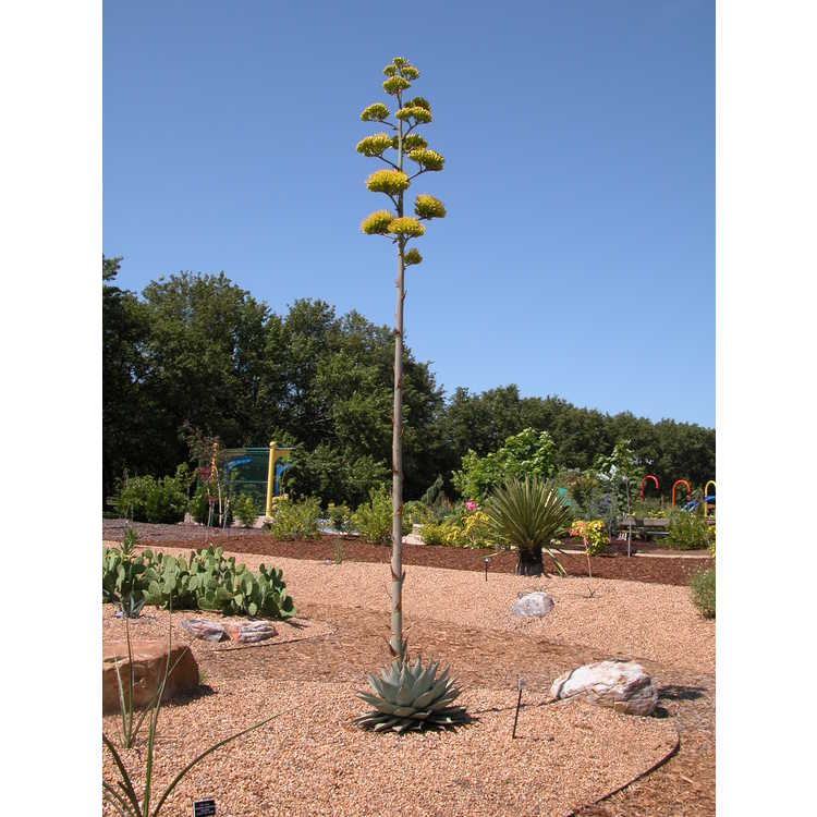 New Mexico agave