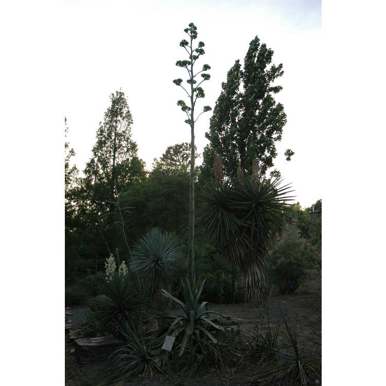 Agave salmiana - pulque agave