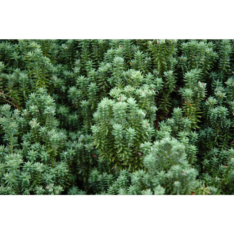 Chamaecyparis thyoides 'Rubicon' - Atlantic white-cedar