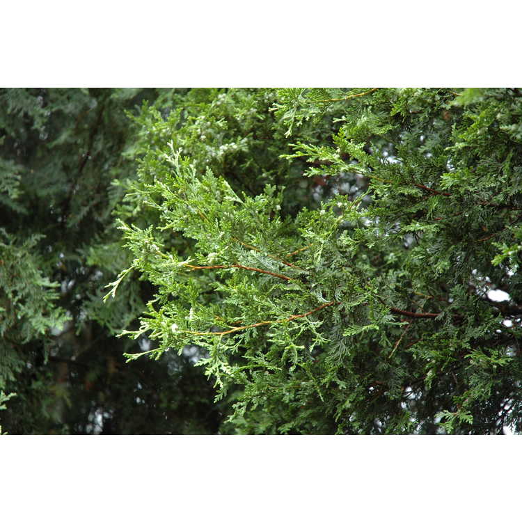 Chamaecyparis thyoides - Atlantic white-cedar