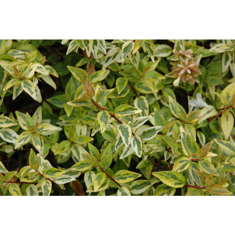 Abelia ×grandiflora 'Kaleidoscope' - variegated glossy abelia