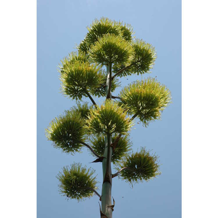 Agave salmiana - pulque agave