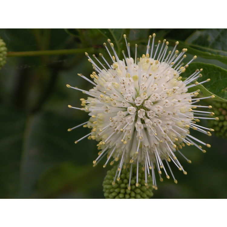 Cephalanthus occidentalis - common buttonbush