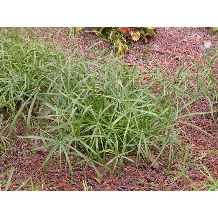 Cyperus-alternifolius-Baby-Tut-001-NBG-6-07.JPG
