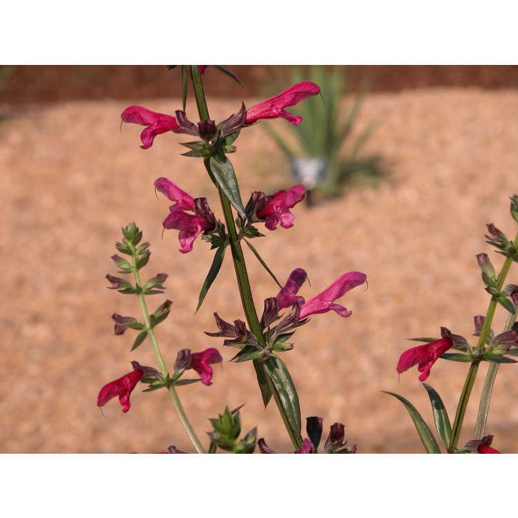 Salvia penstemonoides - big red sage