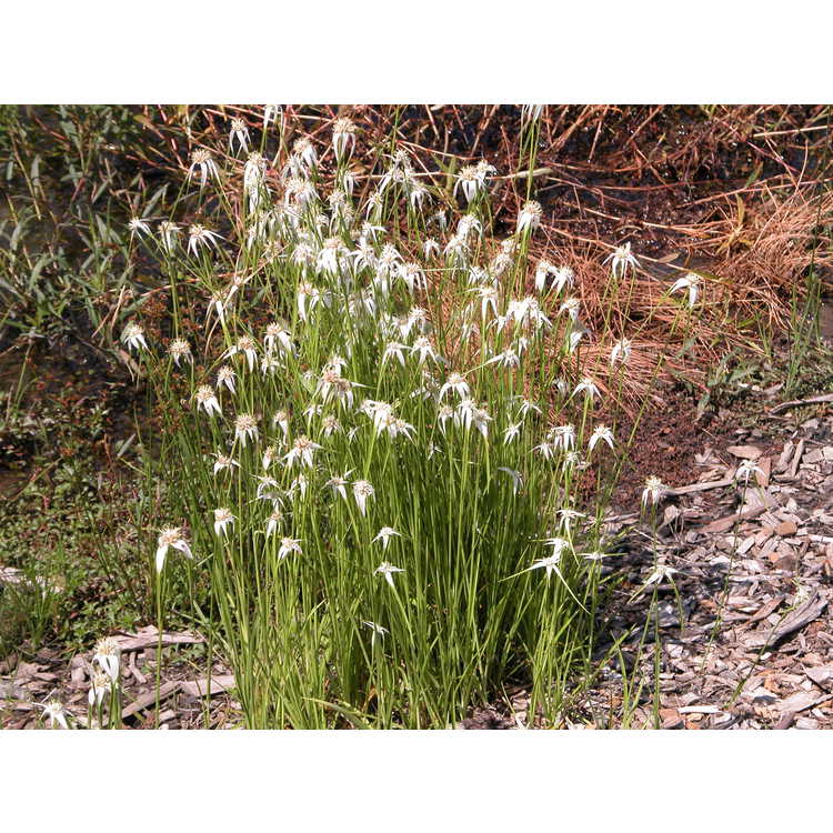 Rhynchospora colorata - narrowleaf white-top sedge