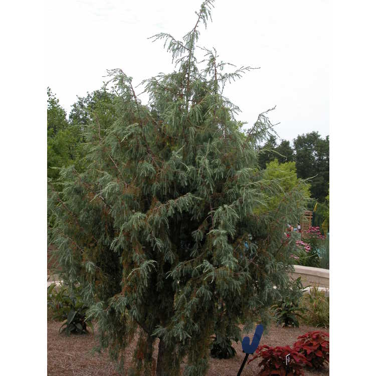 Juniperus cedrus
