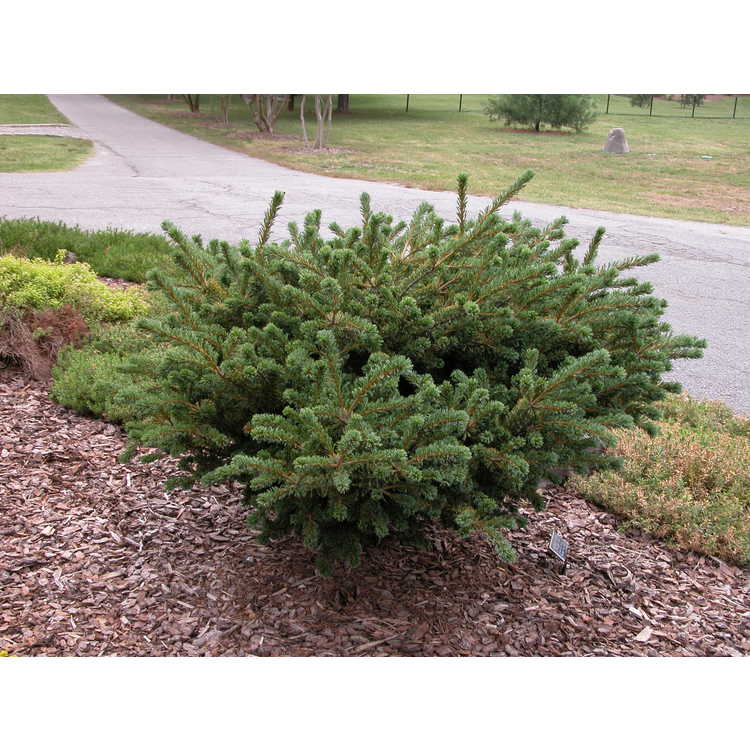 <em>Pinus parviflora</em> 'Adcock's Dwarf'