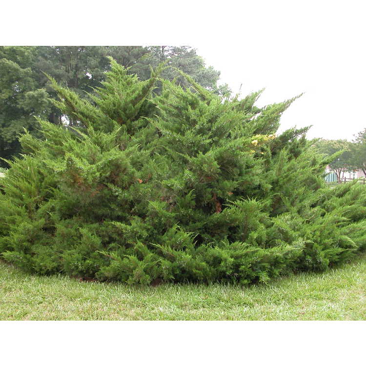 Juniperus ×media 'Sea Green'