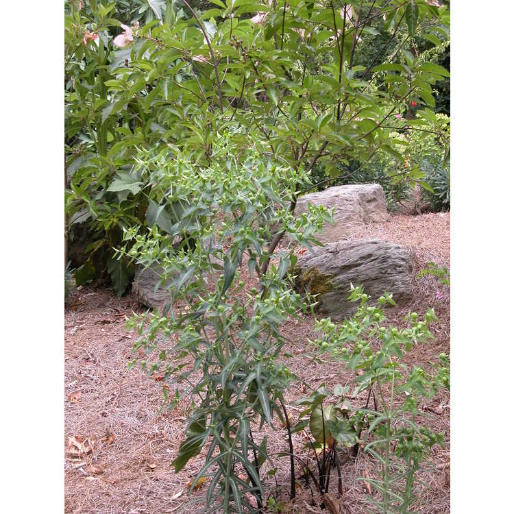 <em>Euphorbia lathyris</em>