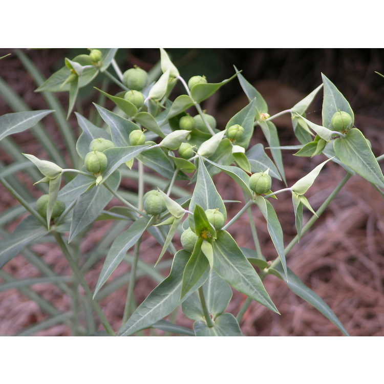 Euphorbia-lathyrus-003-NBG-6-07.JPG