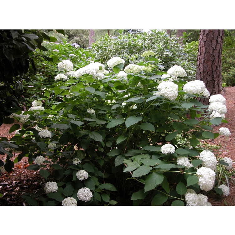 Hydrangea arborescens 'Annabelle' - mophead smooth hydrangea