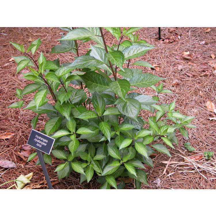 Hydrangea hirta - powder-puff shrub