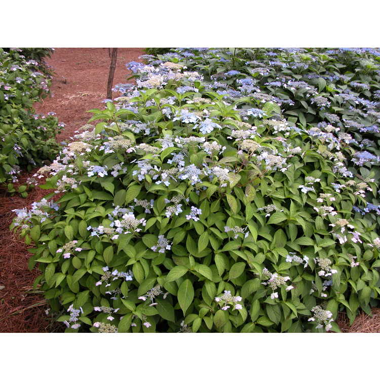 Hydrangea macrophylla 'Blue Billows' - French hydrangea