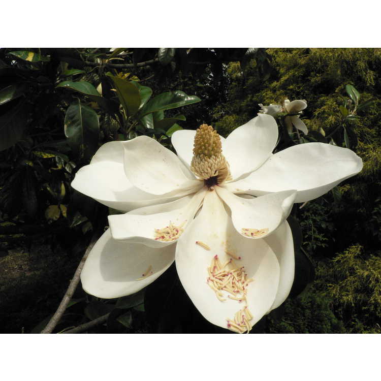 Magnolia grandiflora variegated form