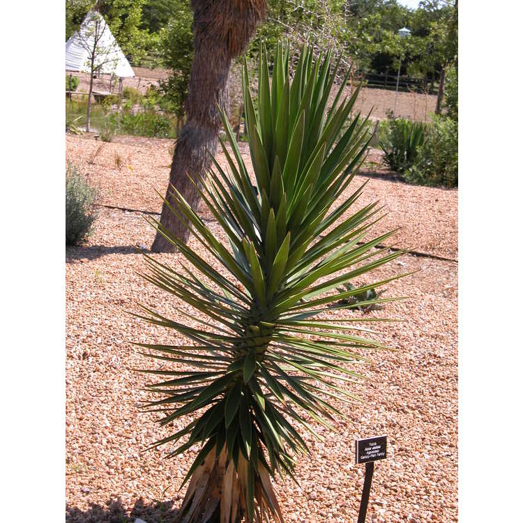 Yucca aloifolia - Spanish bayonet