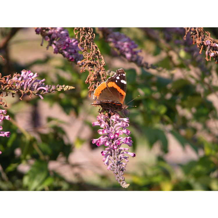 Buddleja lindleyana - Lindley's butterfly-bush