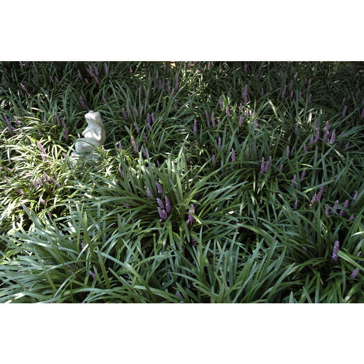 Liriope muscari - clumping monkey-grass