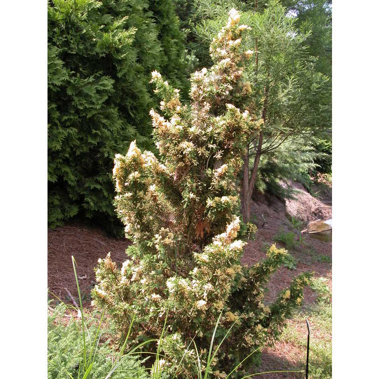 Juniperus chinensis 'Variegated Kaizuka' - variegated Hollywood juniper