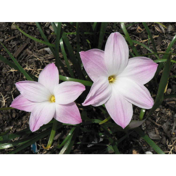 Zephyranthes 'Lily Pies'
