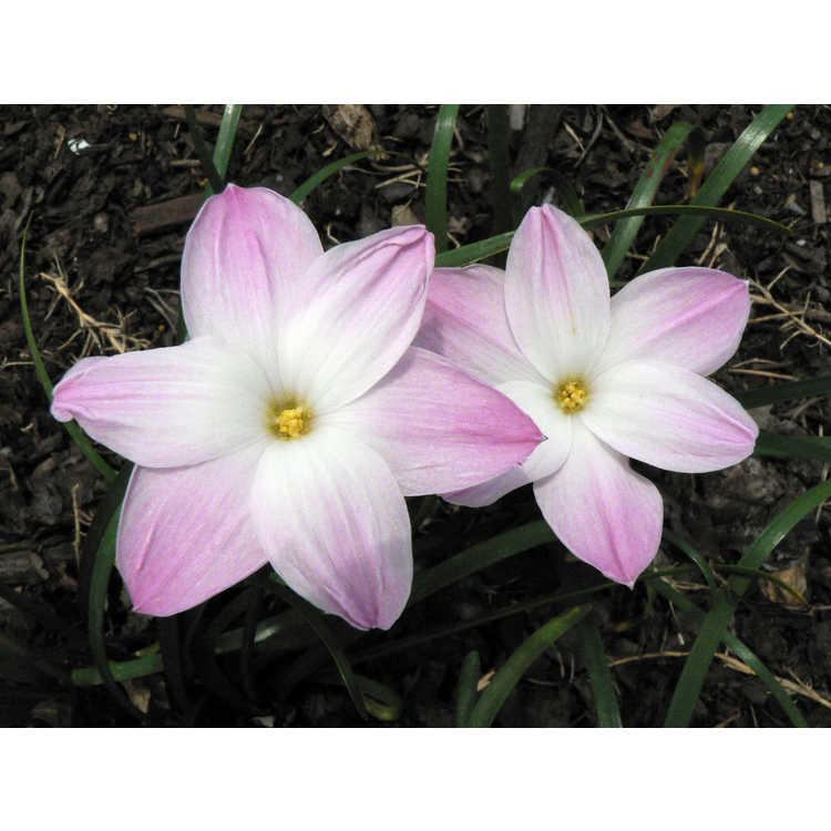 Zephyranthes 'Lily Pies' - rain-lily