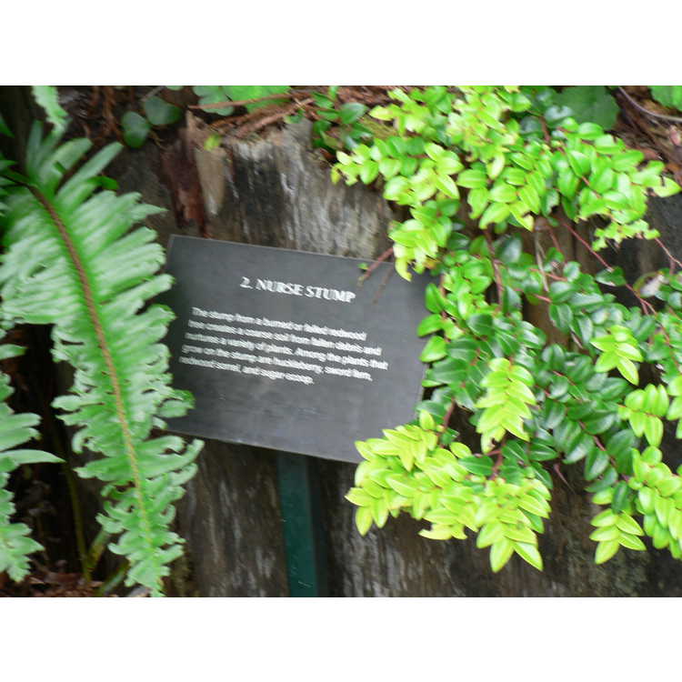 San Francisco Botanical Garden at Strybing Arboretum