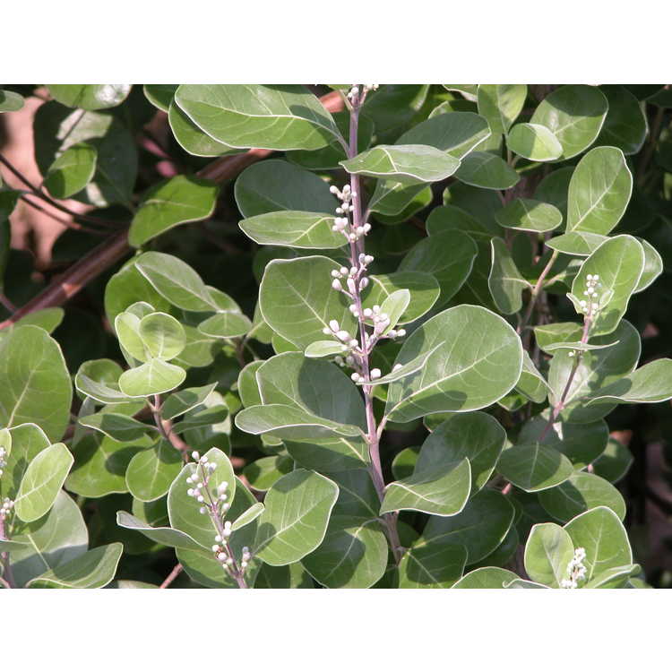 Vitex-rotundifolia-004-NBG-7-07.JPG
