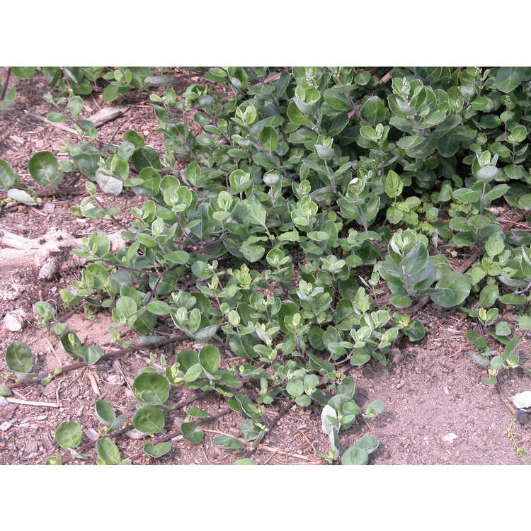 Vitex-rotundifolia-005-NBG-7-07.JPG