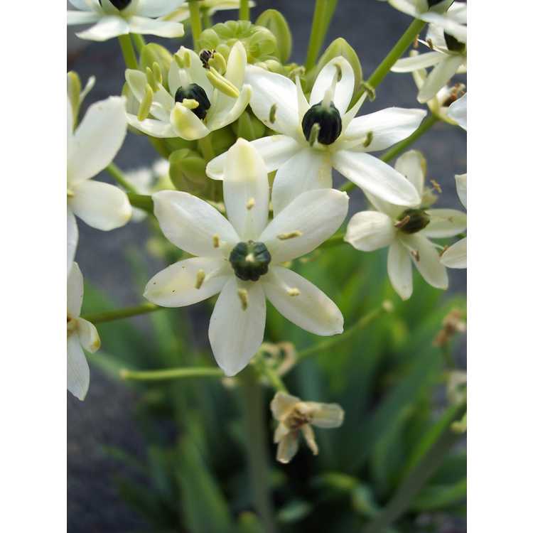 Hyacinthaceae
