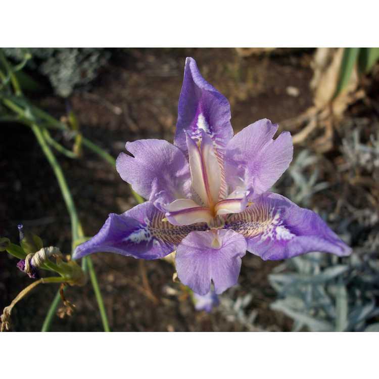 vesper iris