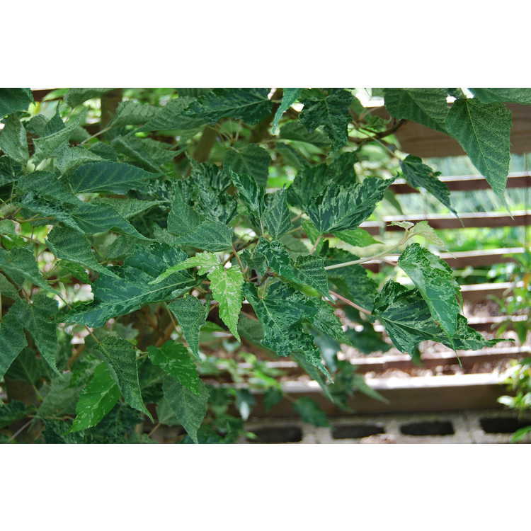 <em>Acer caudatifolium</em> 'Variegata'