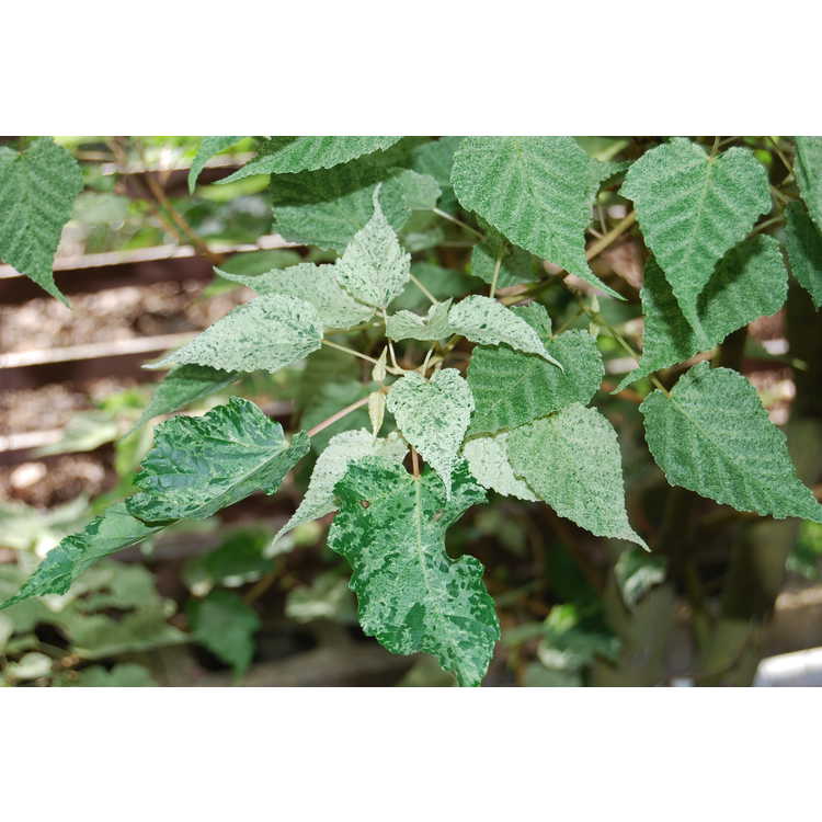 Acer caudatifolium 'Variegata' - variegated Kawakami maple