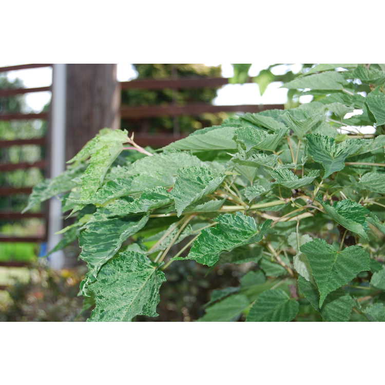Acer caudatifolium 'Variegata' - variegated Kawakami maple