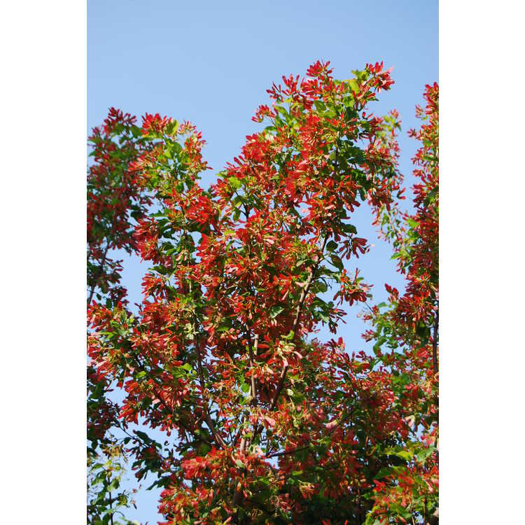 Acer tataricum subsp. ginnala 'Red Wing'