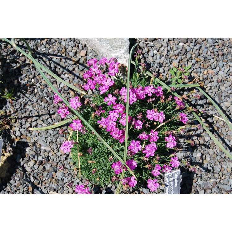 Dianthus-gratianopolitanus-Royal-Midget-002-JCRA.JPG