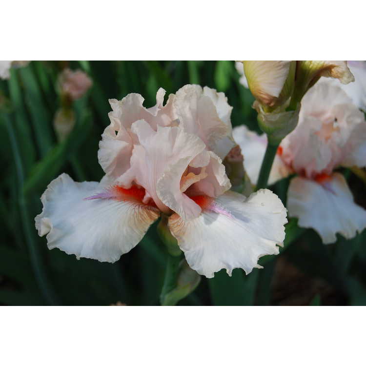 Iris 'Noble Lady' - tall bearded iris
