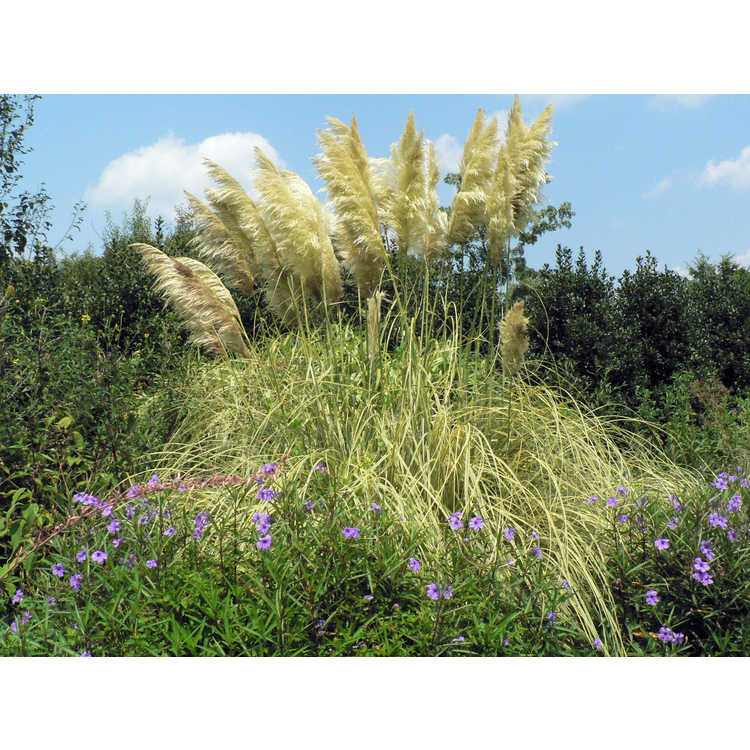 Cortaderia selloana 'Aureolineata' - gold-stripe Pampas grass