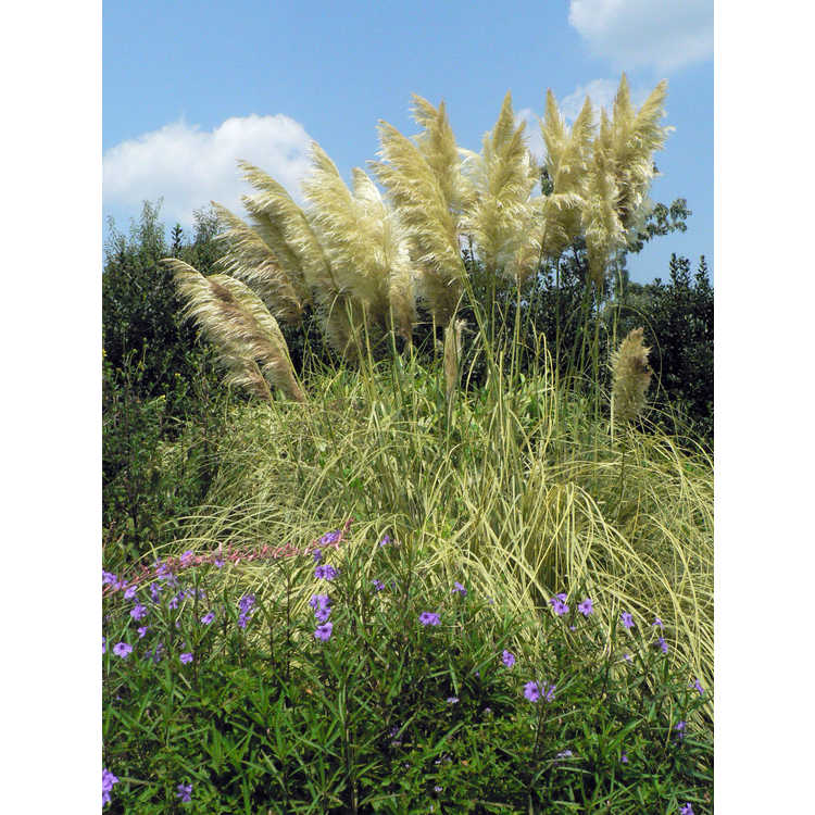 Cortaderia selloana 'Aureolineata' - gold-stripe Pampas grass