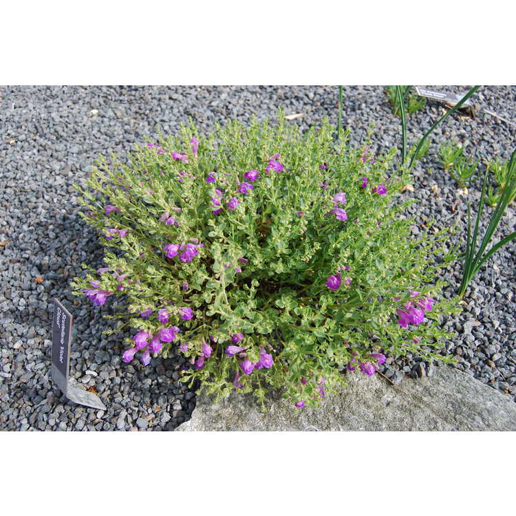 Scutellaria-Violet-Cloud-001-JCRA.JPG