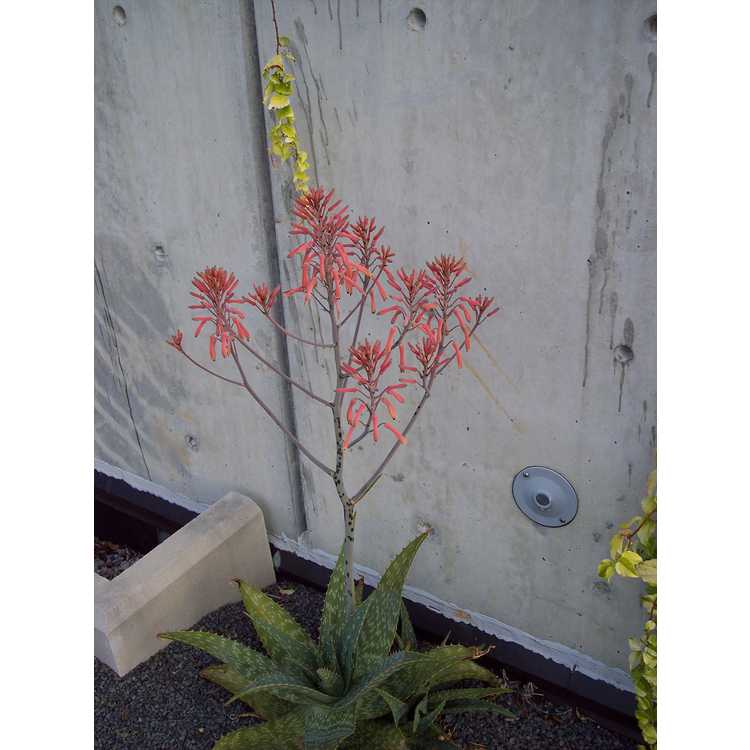 <em>Aloe maculata</em>