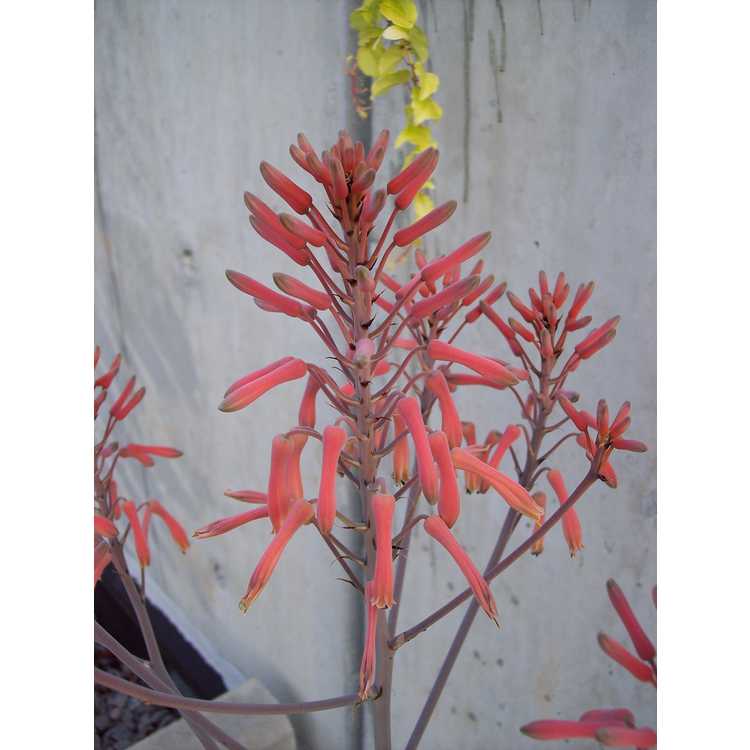 <em>Aloe maculata</em>
