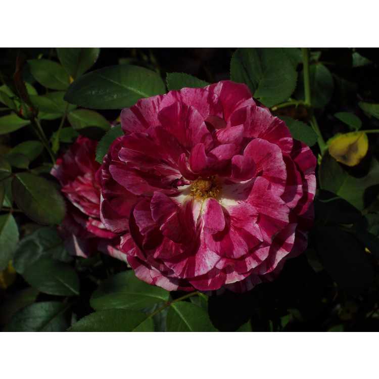 Rosa 'Wekplapep' - Scentimental floribunda rose