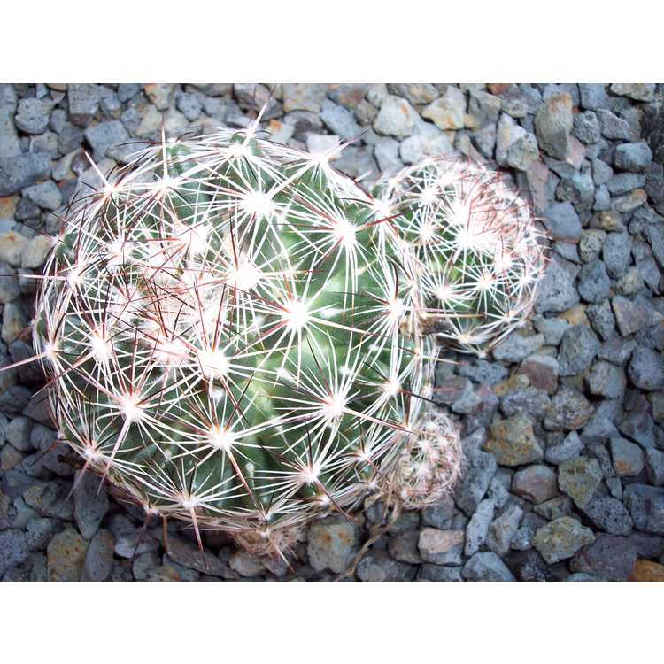 spinystar cactus