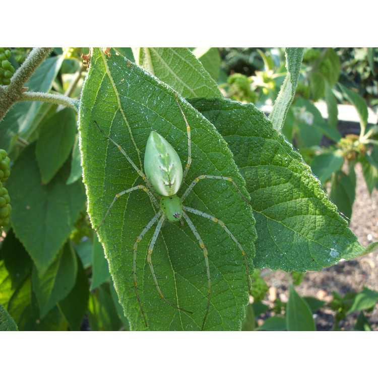 Callicarpa acuminata - Mexican beautyberry