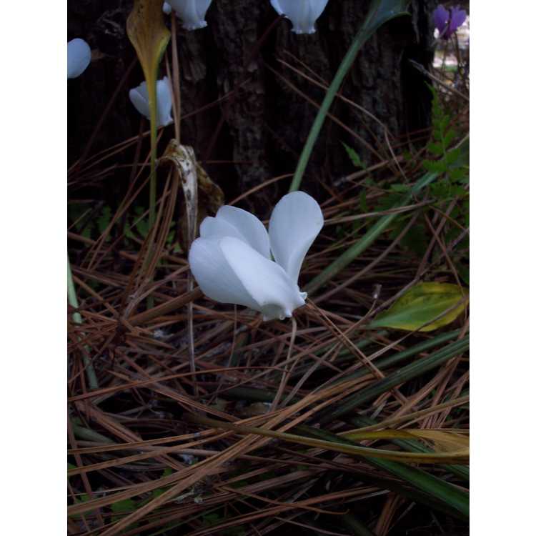 Cyclamen hederifolium var. hederifolium f. albiflorum